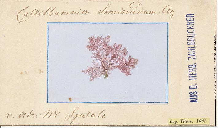 Pleonosporium borreri 92.jpg